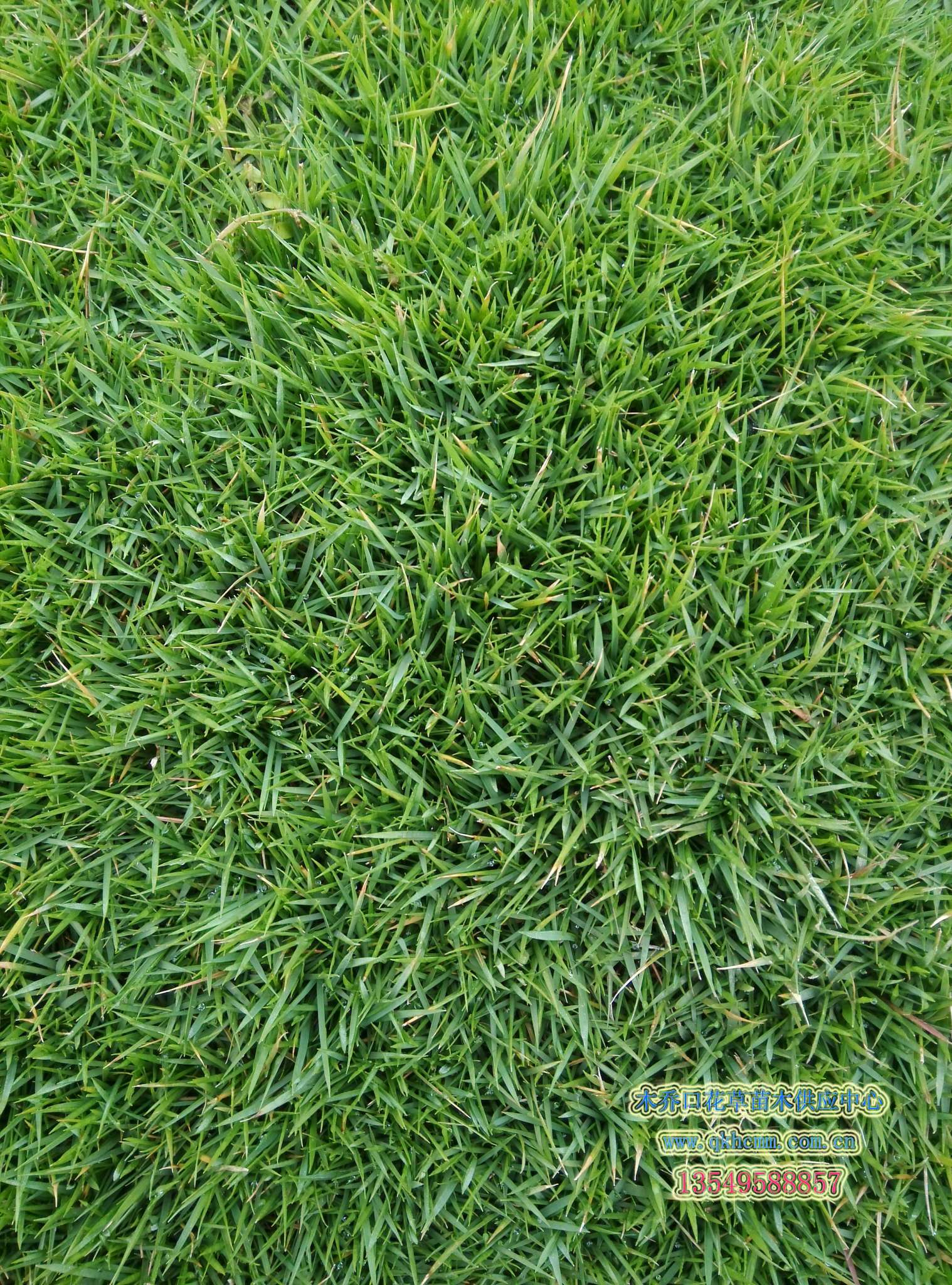 首页 我们的产品 马尼拉草皮